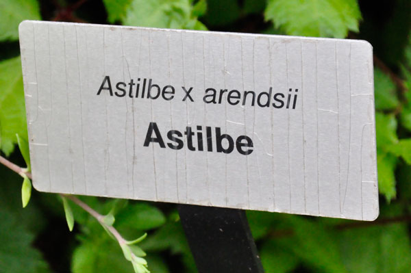 Astile flower sign